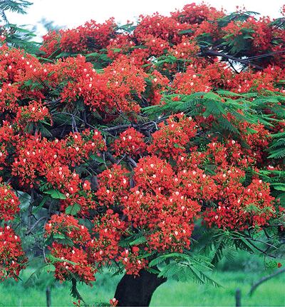 Jardines con árboles florecidos