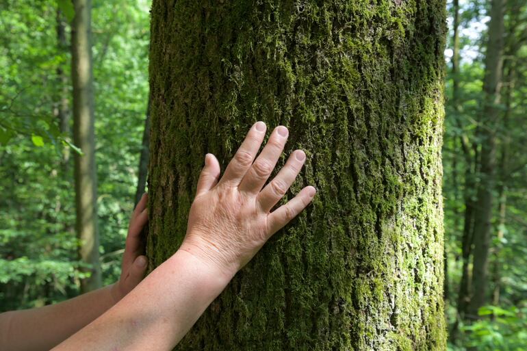 El "baño de bosque" es una tendencia de wellness que proviene del Japón.