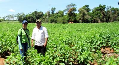 El cultivo del sésamo es eminentemente de la pequeña finca, y se desarrolla en los departamentos de Concepción, San Pedro, Canindeyú, Caaguazú y Caazapá. En el Chaco se hace mecanizado.