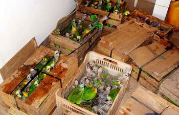 los-loros-estan-en-cajas-de-carton-y-deben-alimentarse-tres-veces-por-dia-segun-expertos-de-guyra-paraguay--211329000000-495067.jpg