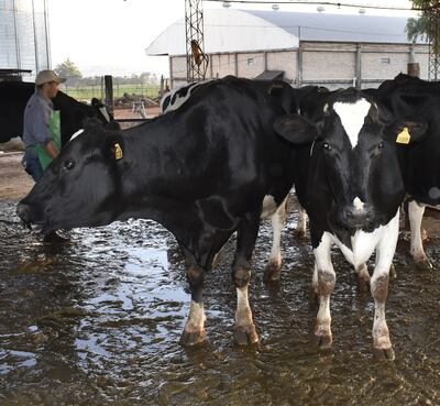 Convierten orín de bovinos en fertilizante