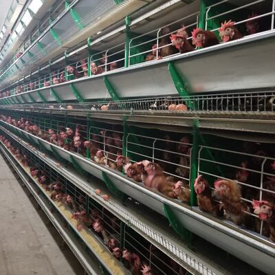 Para la obtención de un alimento de calidad como el huevo es  necesario que las aves atraviesen por un ambiente confortable.