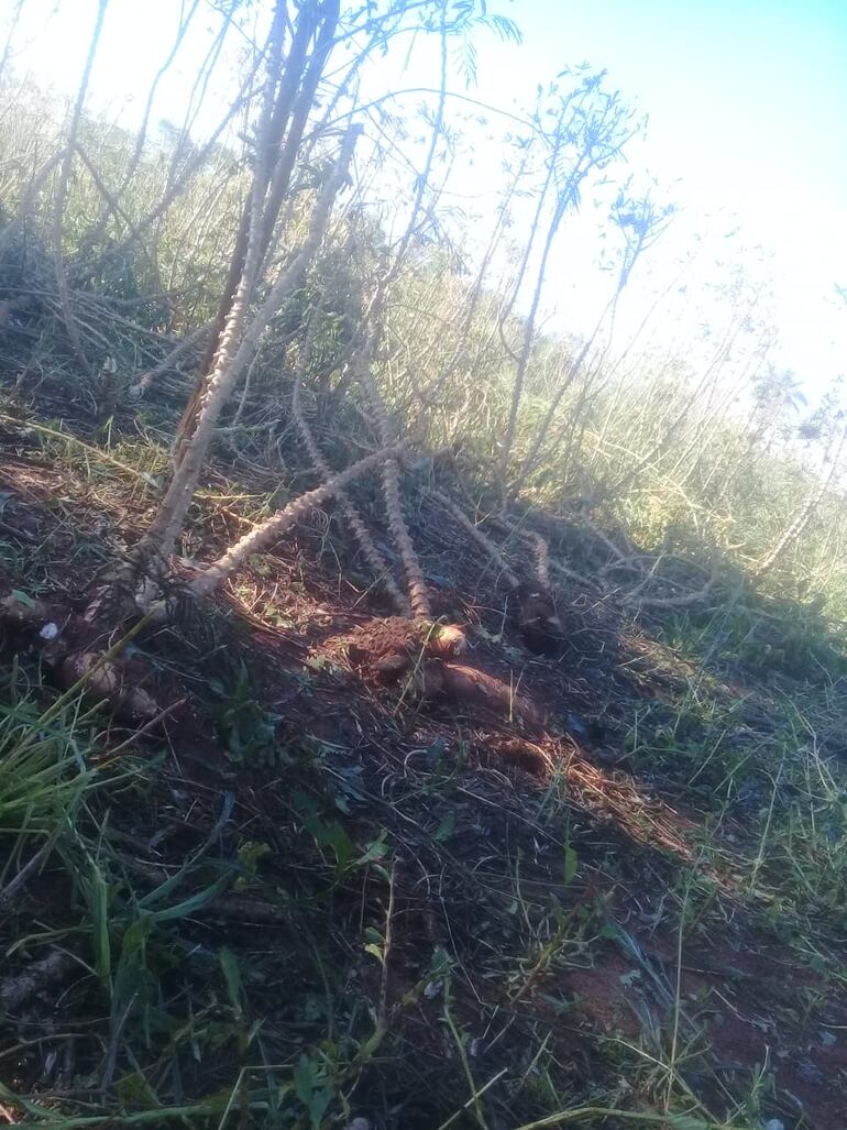Plantas de mandioca destruidas en la zona de Guajho Typy.
