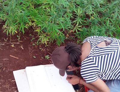 Una técnica anota datos del cultivo experimental de cáñamo.