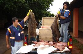 la-seam-advierte-que-no-esta-permitida-la-caceria-de-especies-de-la-fauna-silvestre-cada-ano-los-inspectores-del-ente-incautan-una-gran-variedad-de-201544000000-1664487.jpg