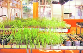 pyricularia-grisea-y-su-efecto-en-pasturas-92756000000-1426286.jpg