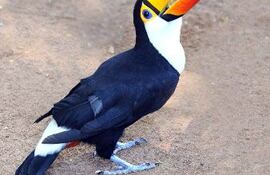 el-tucan-202126000000-1089248.jpg