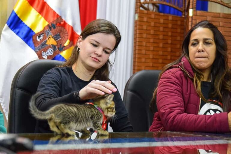 Buscan mejorar la calidad de vida de los animales abandonados.