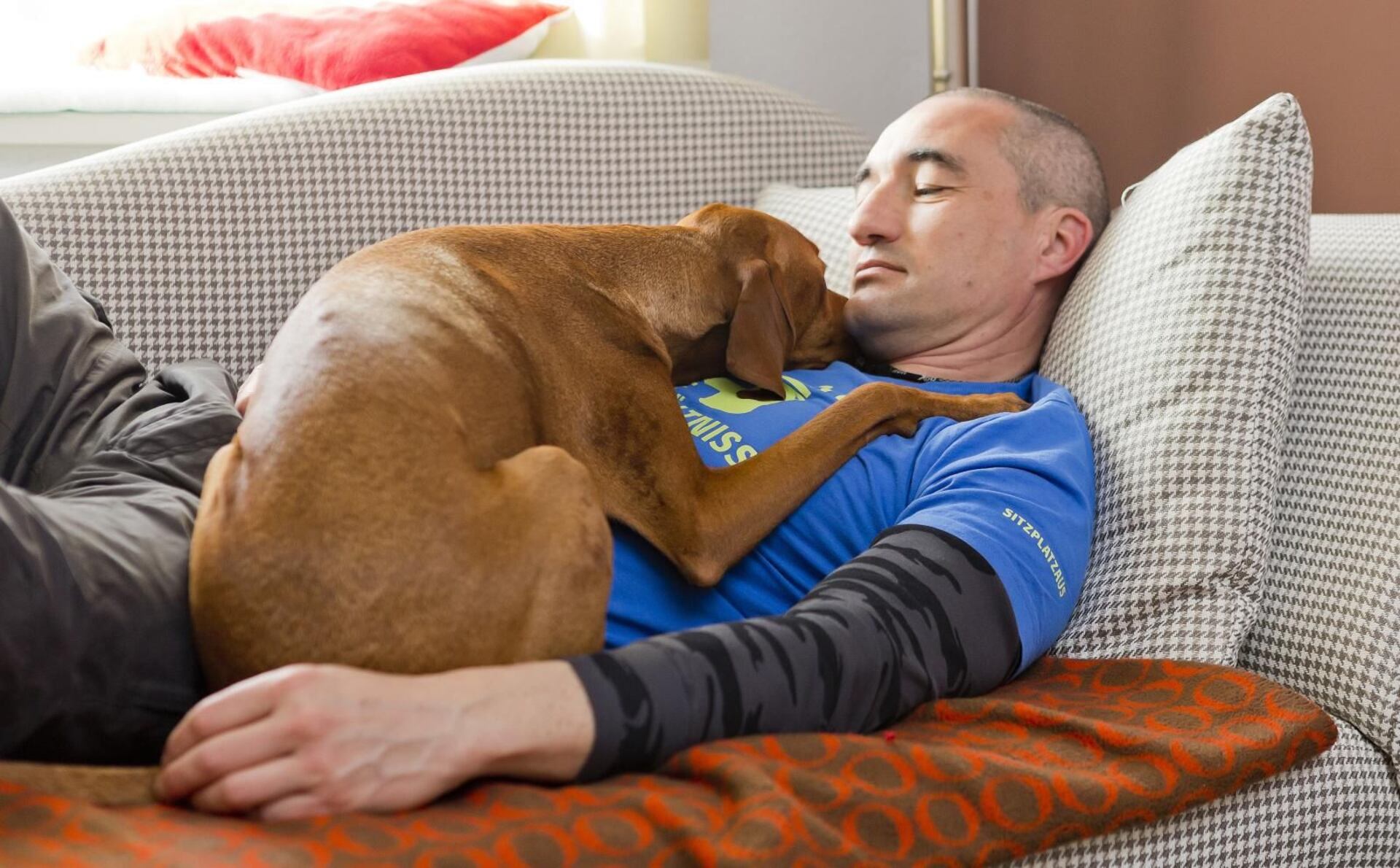 cómo calmo a mi perro antes de acicalarlo