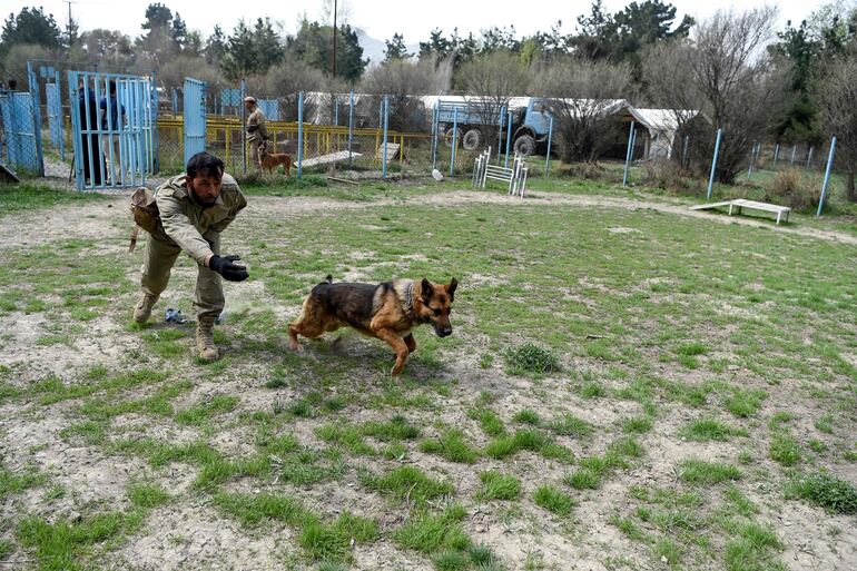 Para adiestrar a un perro rastreador de explosivos se requieren alrededor  de dos años.