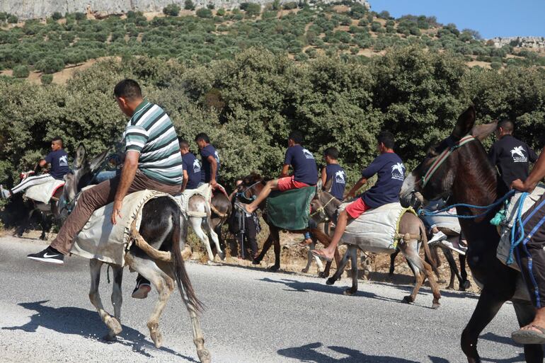 El FestiBaz quiere reivindicar el valor de este jumento, tan denostado en la cultura popular marroquí. Se ha sumado un inédito concurso de belleza de los asnos locales.