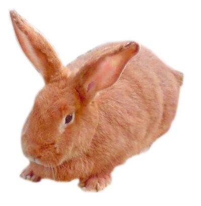 /pf/resources/images/abc-placeholder.png?d=2420