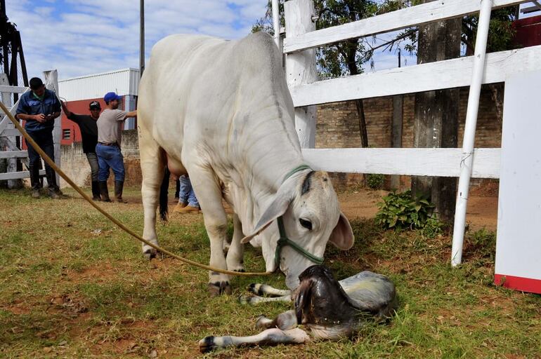 El hecho forma parte del anecdotario de la Expo 2019.