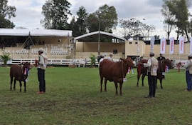 senepol-sigue-con-aporte-a-la-ganaderia-103014000000-1603145.JPG