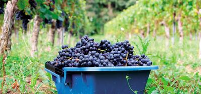 Las uvas se almacenan en baldes pequeños para evitar golpes que las machuquen.