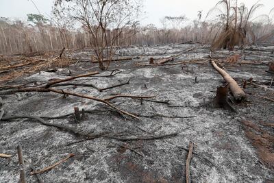 Los incendios forestales y la aparición de focos de calor en Bolivia han causado el mayor desastre ecológico este año en la región. Los daños a la fauna y la vegetación son incalculables.