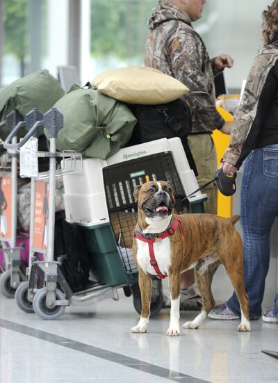 Demasiado grande para viajar en la cabina. Este boxer espera poder embarcar de algún modo en el aeropuerto de Múnich.