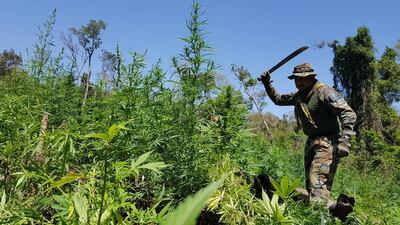 Unas 22 hectáreas de marihuana en la zona denominada Arroyo Claro fueron destruidas hoy.