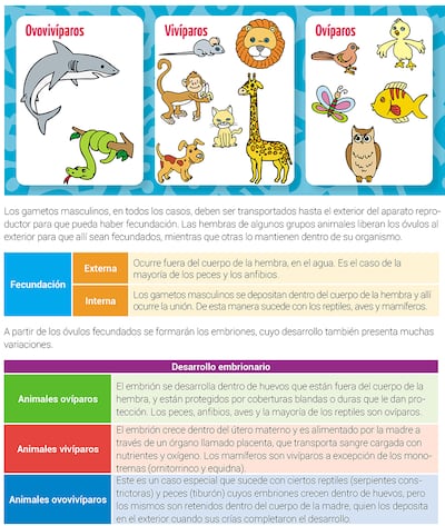 Reproducción en los vertebrados