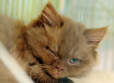 /pf/resources/images/abc-placeholder.png?d=2421