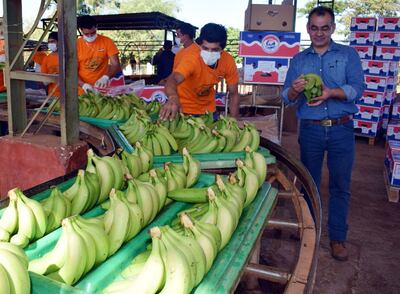 Las bananas premium se cargan en cajas de cartón, para su posterior exportación. Tienen un valor agregado.