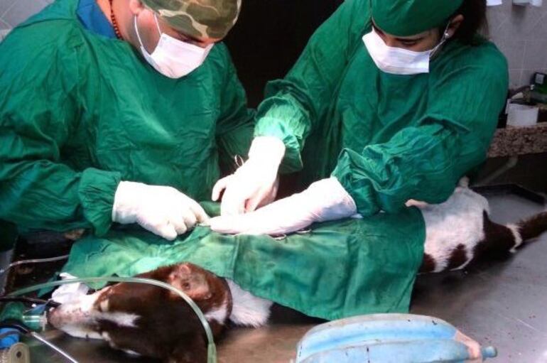 cuanto dura la operacion de la vejiga canina