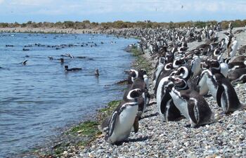 pinguinos-magallanes-54941000000-1067464.jpg