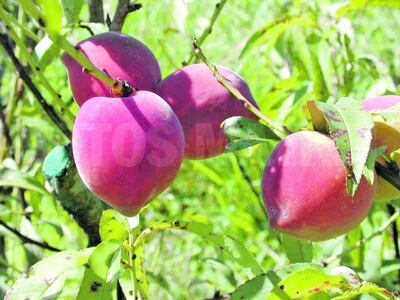 /pf/resources/images/abc-placeholder.png?d=2420