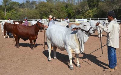 Expo Trébol con animales de alta calidad para el consumo local y de exportación.