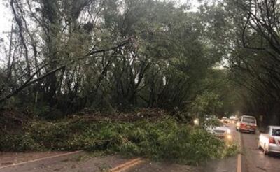 Algunos de los árboles del “túnel verde” de Santa Rita cayeron ante la fuerza de viento y obstaculizaron el tránsito en la ruta.