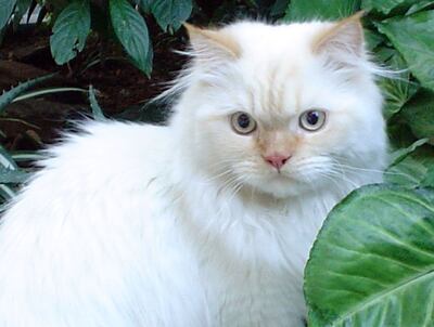 Imagen sin descripción