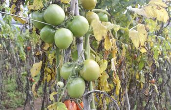 horticultor-abastece-el-mercado-caaguaceno-con-tomate-y-locote-201011000000-1333304.jpg