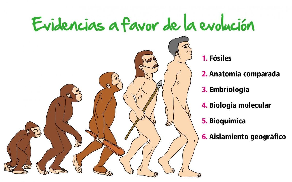 evidencia de evolución de biología molecular