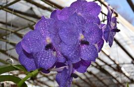 orquidea-104813000000-1621777.jpeg
