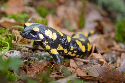 Salamandra