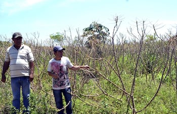 los-distritos-de-guayaybi-yrybucua-san-estanislao-y-yataity-del-norte-son-los-principales-afectados-con-la-invasion-de-gusanos-en-los-cultivos-de-204428000000-1147731.jpg