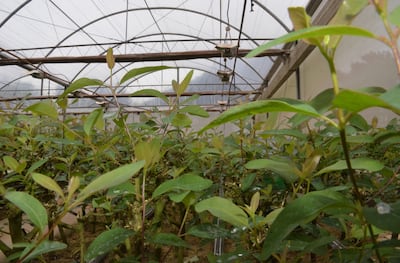 El eucalipto estimula el buen funcionamiento del sistema inmune y es usado como antiséptico y desinfectante ante procesos virales y bacteriales.