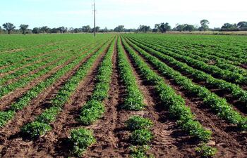 cultivo-de-mani-en-el-chaco-paraguayo-rubro-que-genera-ingreso-a-pequenos-y-medianos-productores--213119000000-1840392.jpg