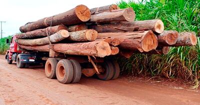 Añosos y gigantescos árboles nativos que salen de la Reserva Morombí, pero que “nadie ve”.