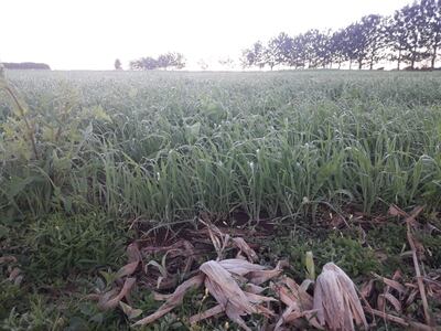 En Itapúa se tuvo dos días consecutivos de heladas.