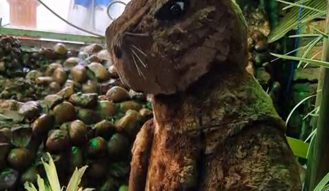 Background ABCTV JWP