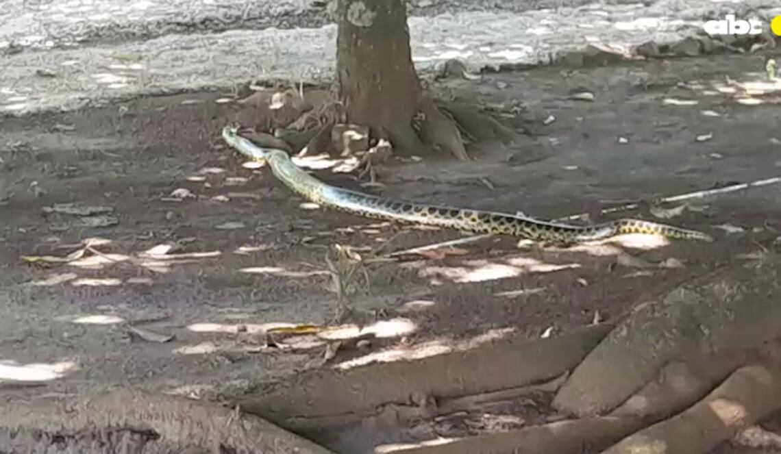 Background ABCTV JWP