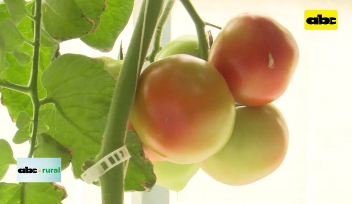 Background ABCTV JWP