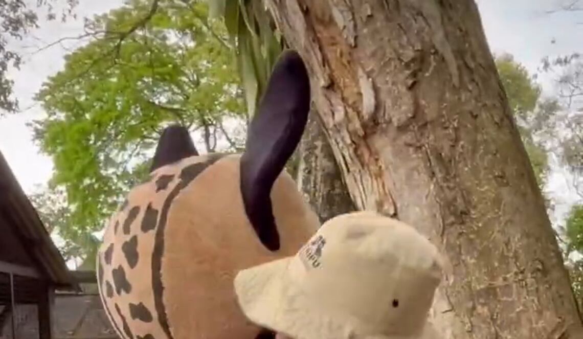 Background ABCTV JWP