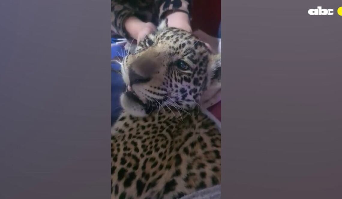 Background ABCTV JWP