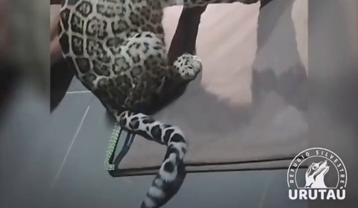 Background ABCTV JWP