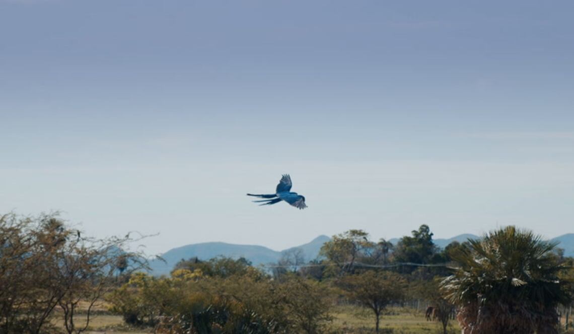 Background ABCTV JWP