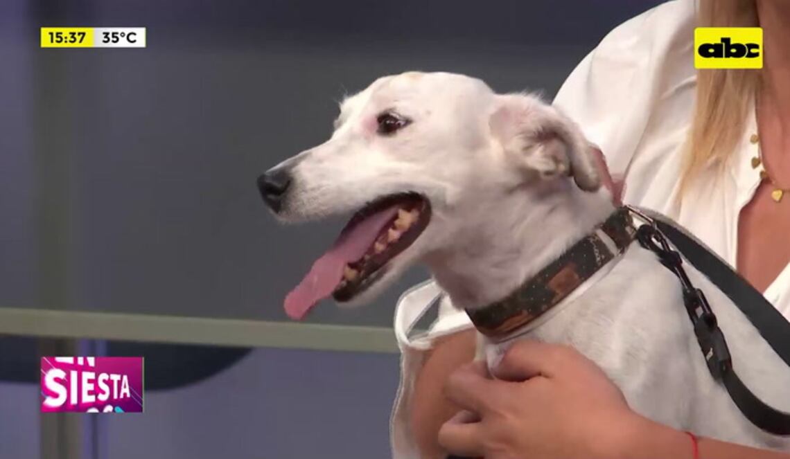 Background ABCTV JWP