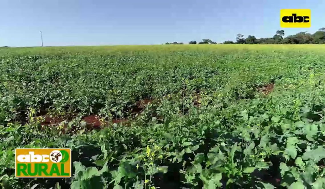 Background ABCTV JWP