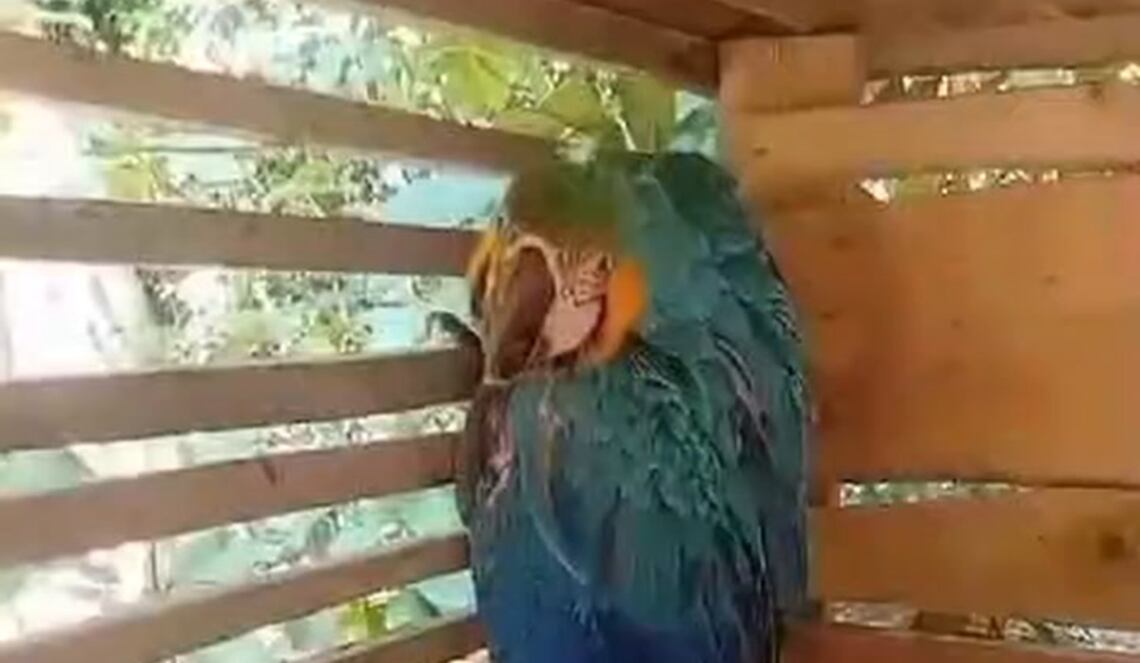 Background ABCTV JWP